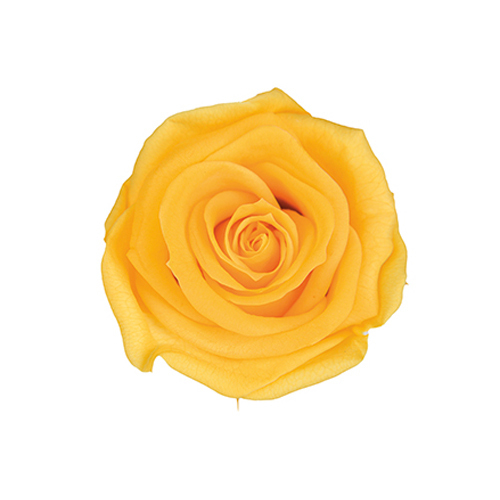 FL0300-02 Yellow｜4-5公分 8輪｜Florever