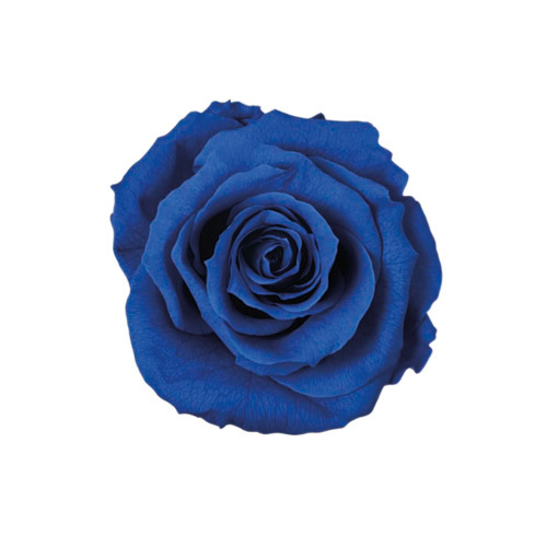 FL0300-12 Grand Blue｜4-5公分 8輪｜Florever