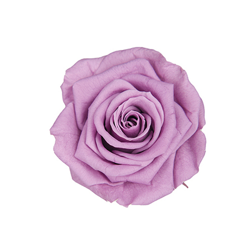 FL0300-14 Lavender｜4-5公分 8輪｜Florever