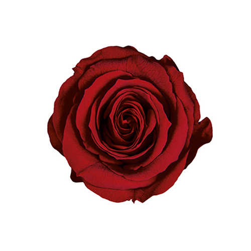 FL0300-10 Wine｜4-5公分 8輪｜Florever