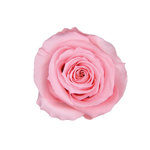 FL0300-07 Baby Pink｜4-5公分 8輪｜Florever