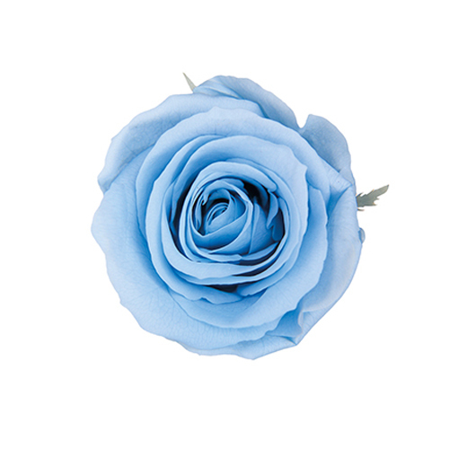 FL0300-13 Powder Blue｜4-5公分 8輪｜Florever