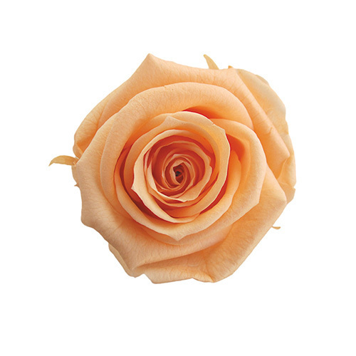 FL0300-16 Sherbet Orange｜4-5公分 8輪｜Florever
