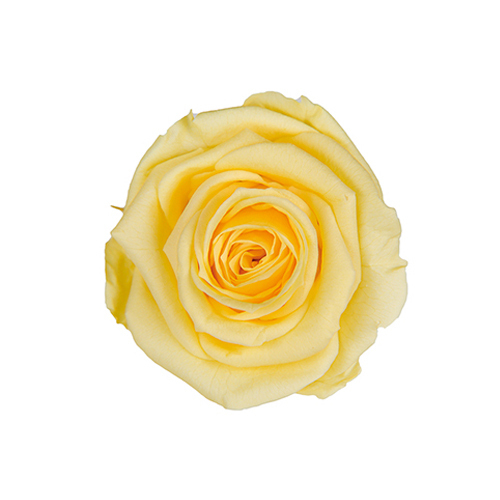 FL0300-15 Soft Yellow｜4-5公分 8輪｜Florever
