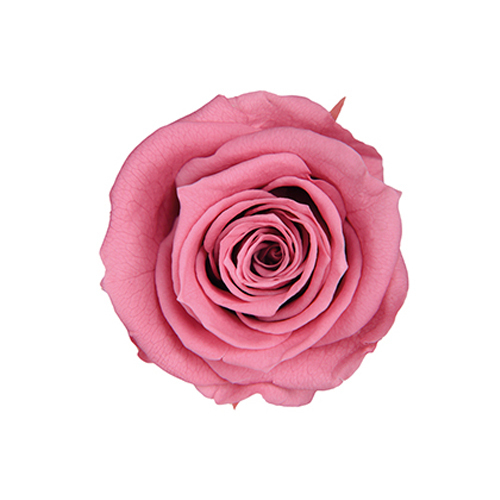 FL0300-20 Cherry Blossom｜4-5公分 8輪｜Florever