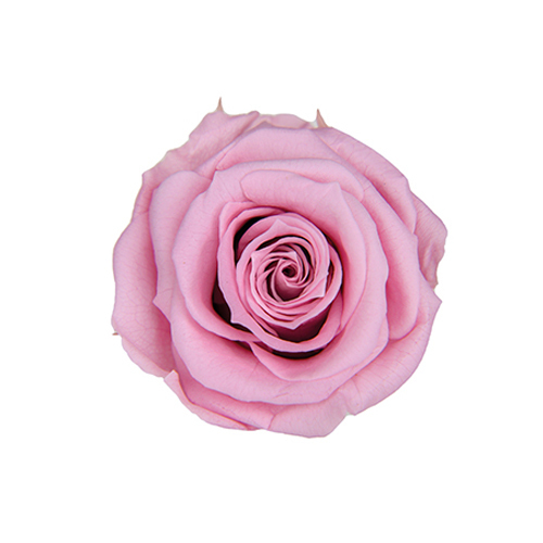 FL0300-61 Lavender Pink｜4-5公分 8輪｜Florever
