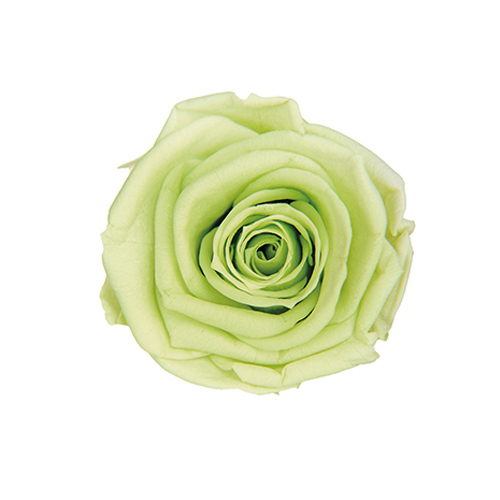 FL0300-64 Citrus Green｜4-5公分 8輪｜Florever