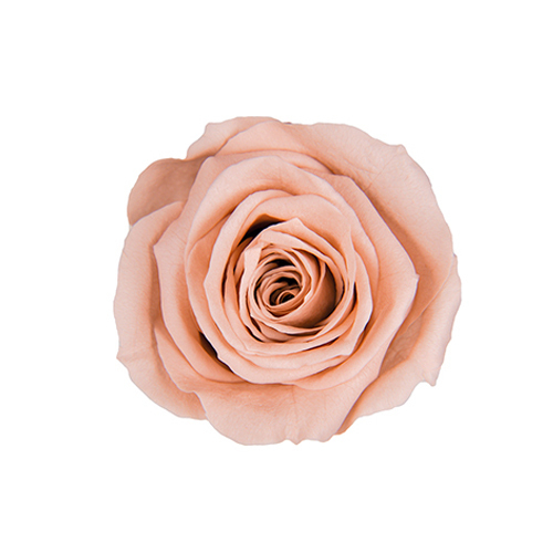 FL0300-55 Nude Pink｜4-5公分 8輪｜Florever