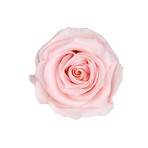FL0300-30 Milky Pink｜4-5公分 8輪｜Florever