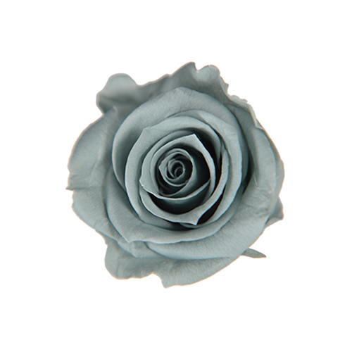FL0300-42 Mist Green｜4-5公分 8輪｜Florever