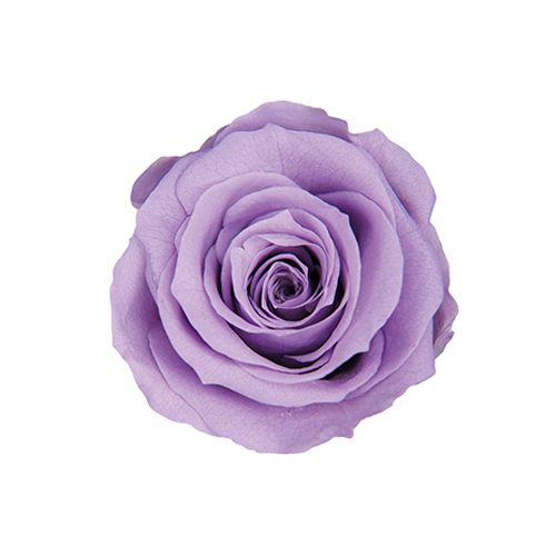 FL0300-43 Soft Lilac｜4-5公分 8輪｜Florever