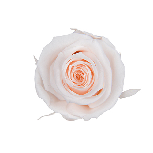 FL0300-46 Panna Cotta｜4-5公分 8輪｜Florever