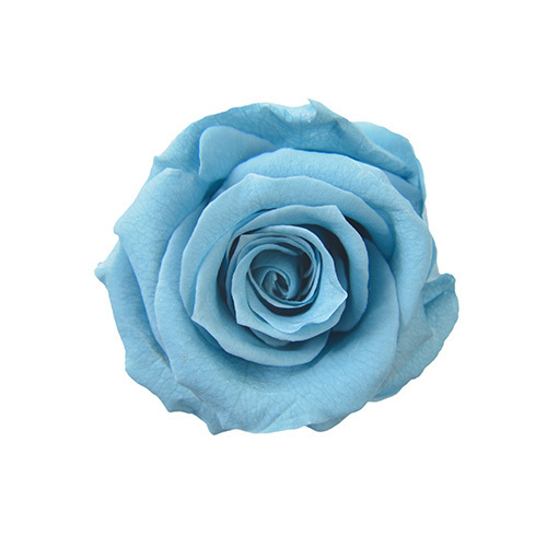 FL0300-91 Horizon Blue｜4-5公分 8輪｜Florever