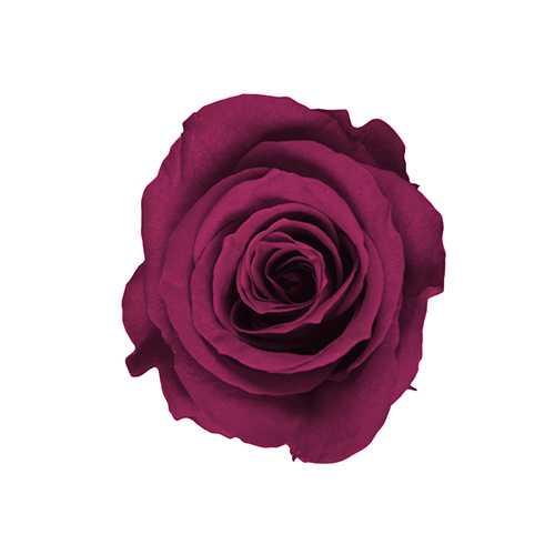 FL0300-74 Wild Cherry｜4-5公分 8輪｜Florever
