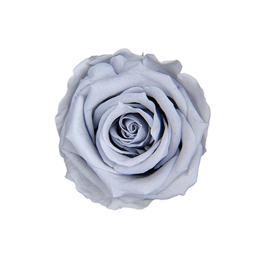 FL0300-83 Silky Gray｜4-5公分 8輪｜Florever