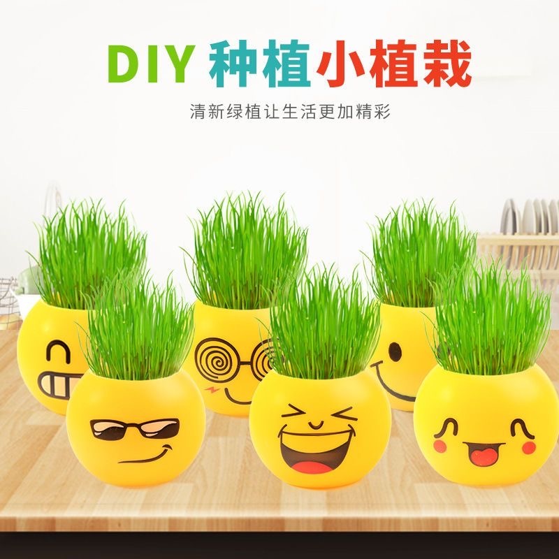 草头娃娃 浇水长草植物