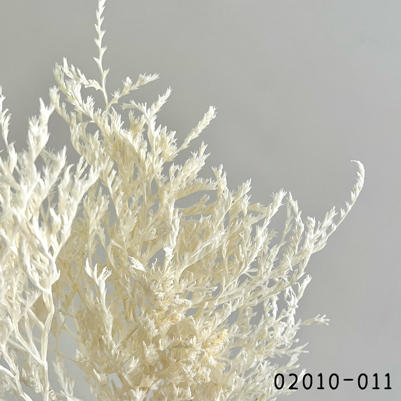 日本不凋雪花草 02010-011