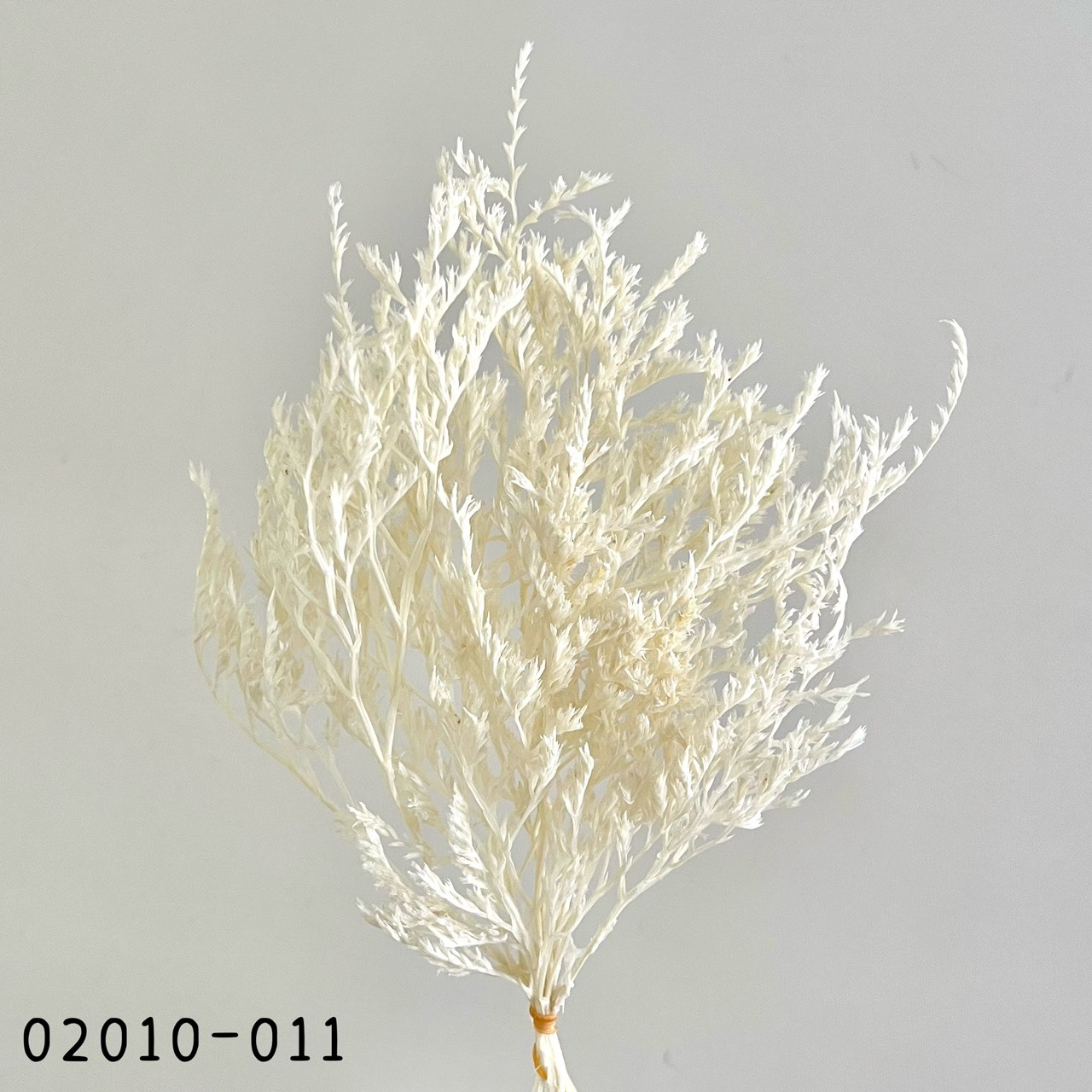 日本不凋雪花草 02010-011