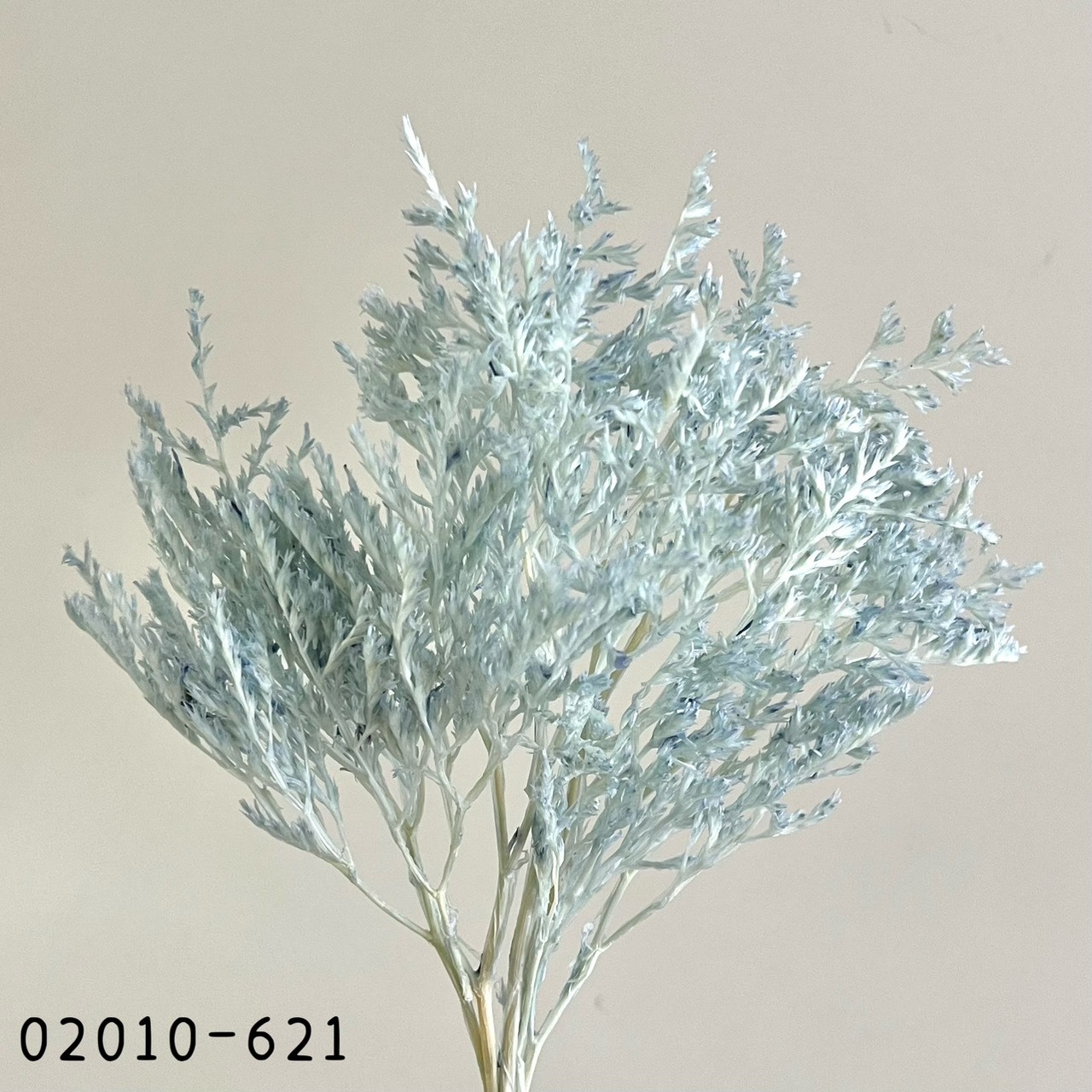 日本不凋雪花草 02010-621