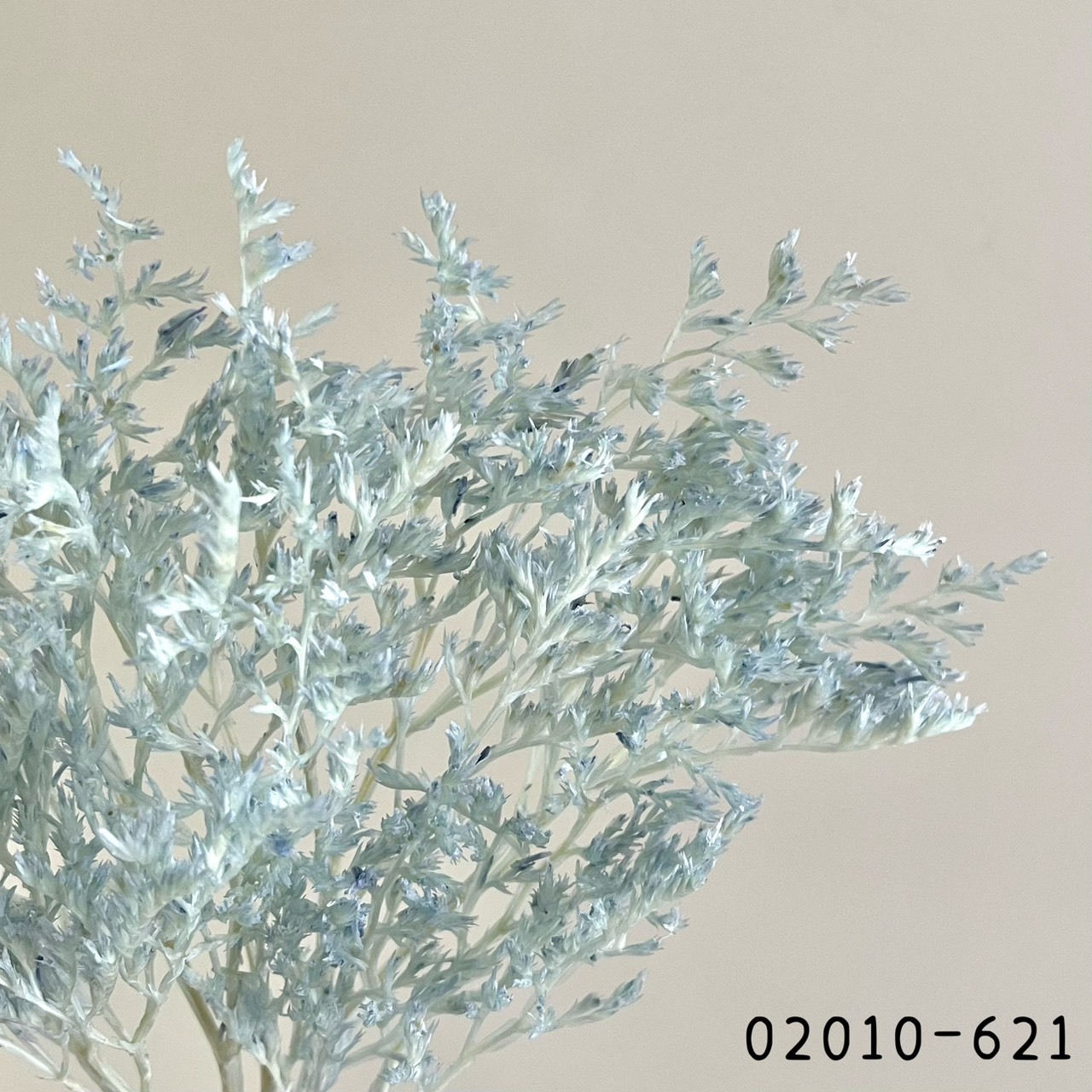 日本不凋雪花草 02010-621