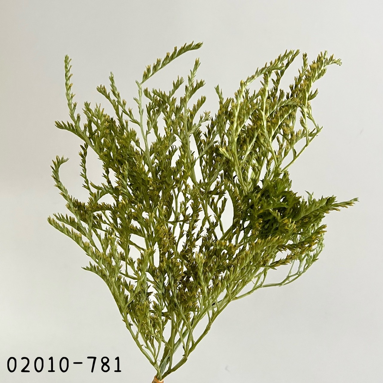 日本不凋雪花草 02010-781