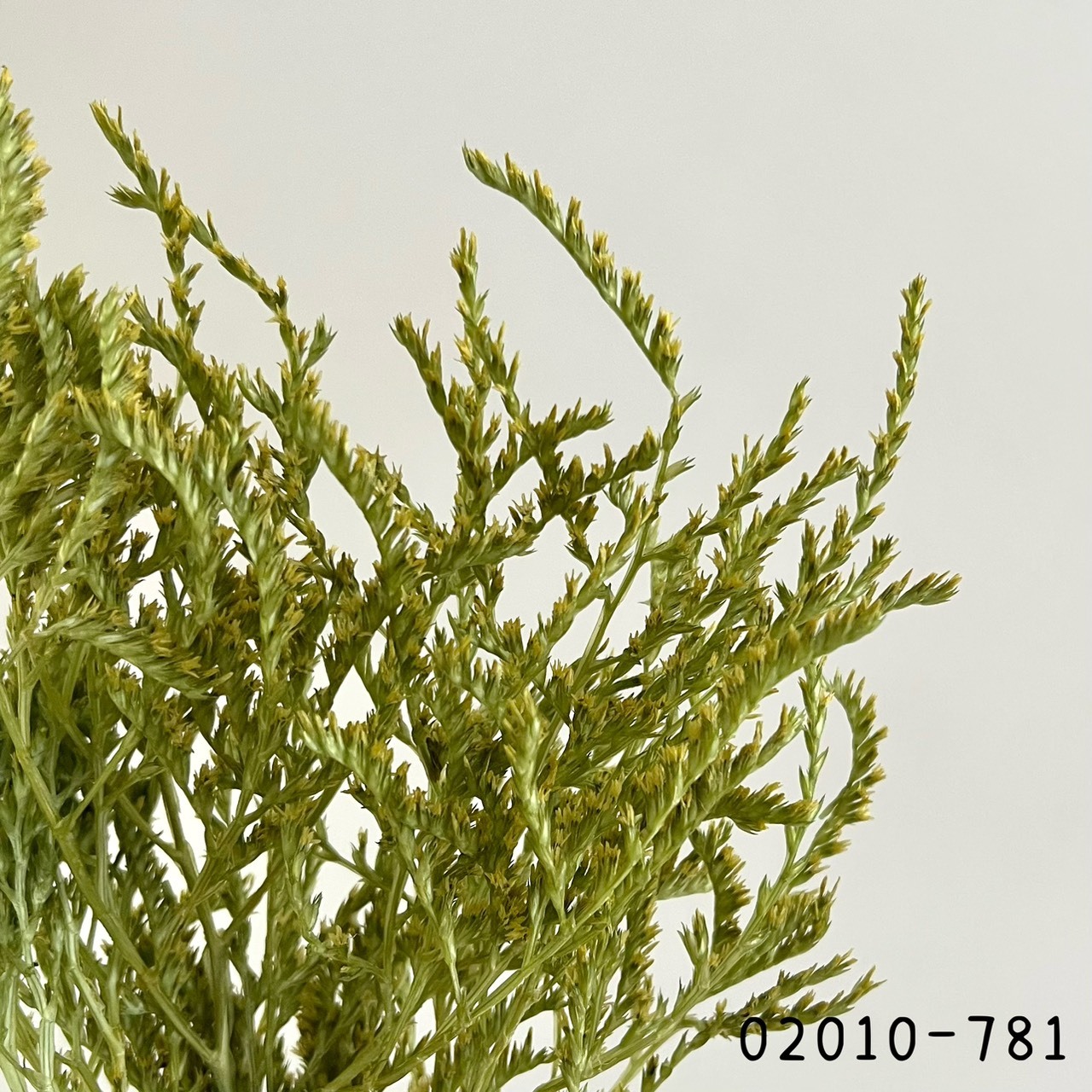 日本不凋雪花草 02010-781