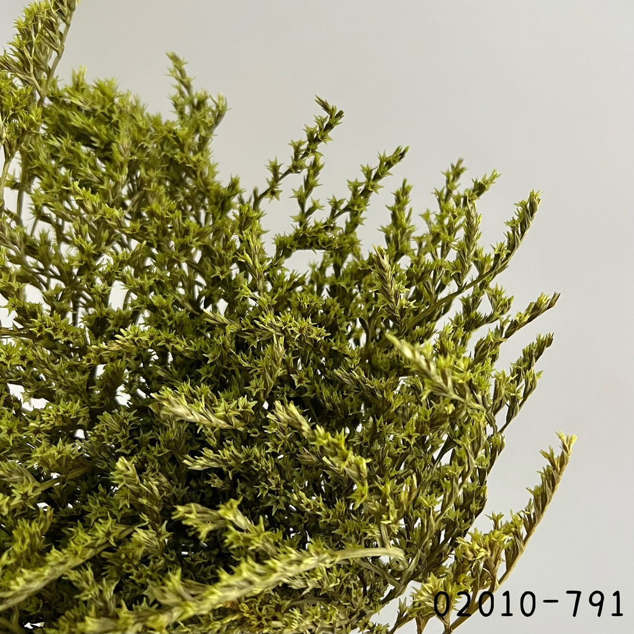 日本乾燥雪花草 02010-791