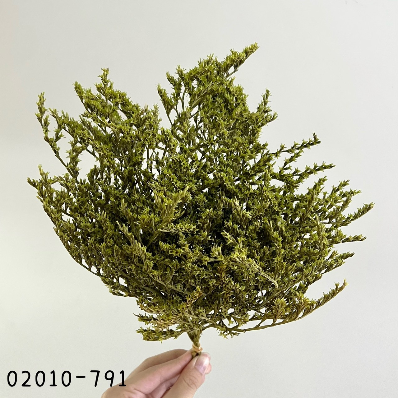 日本乾燥雪花草 02010-791