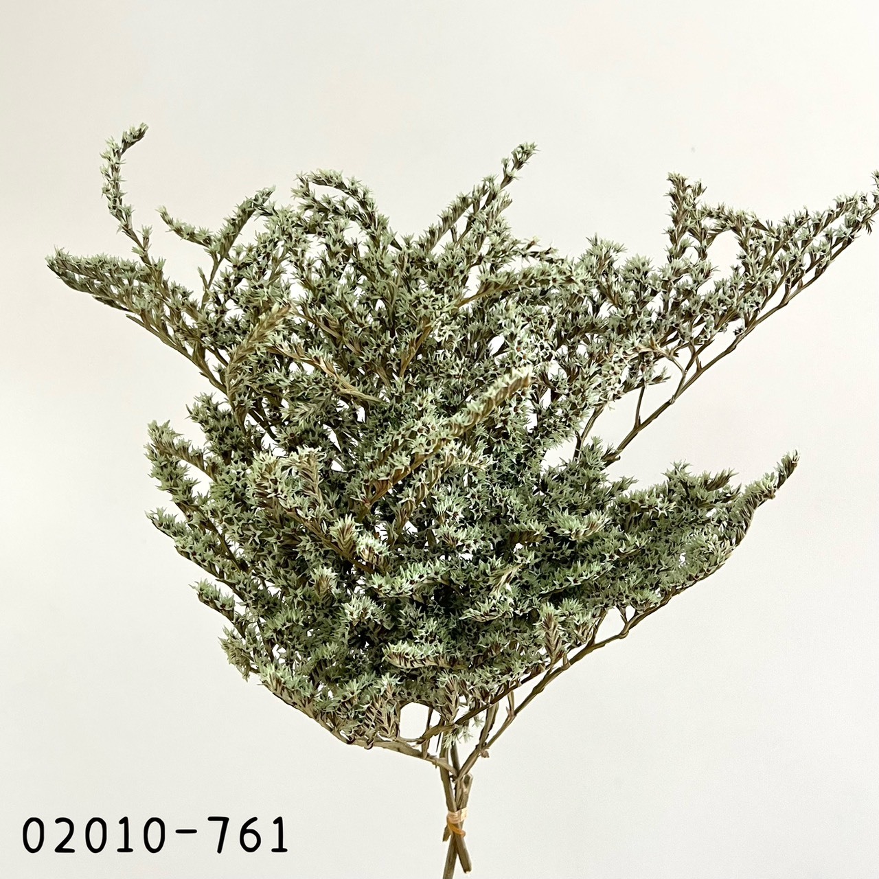 日本乾燥雪花草 02010-761