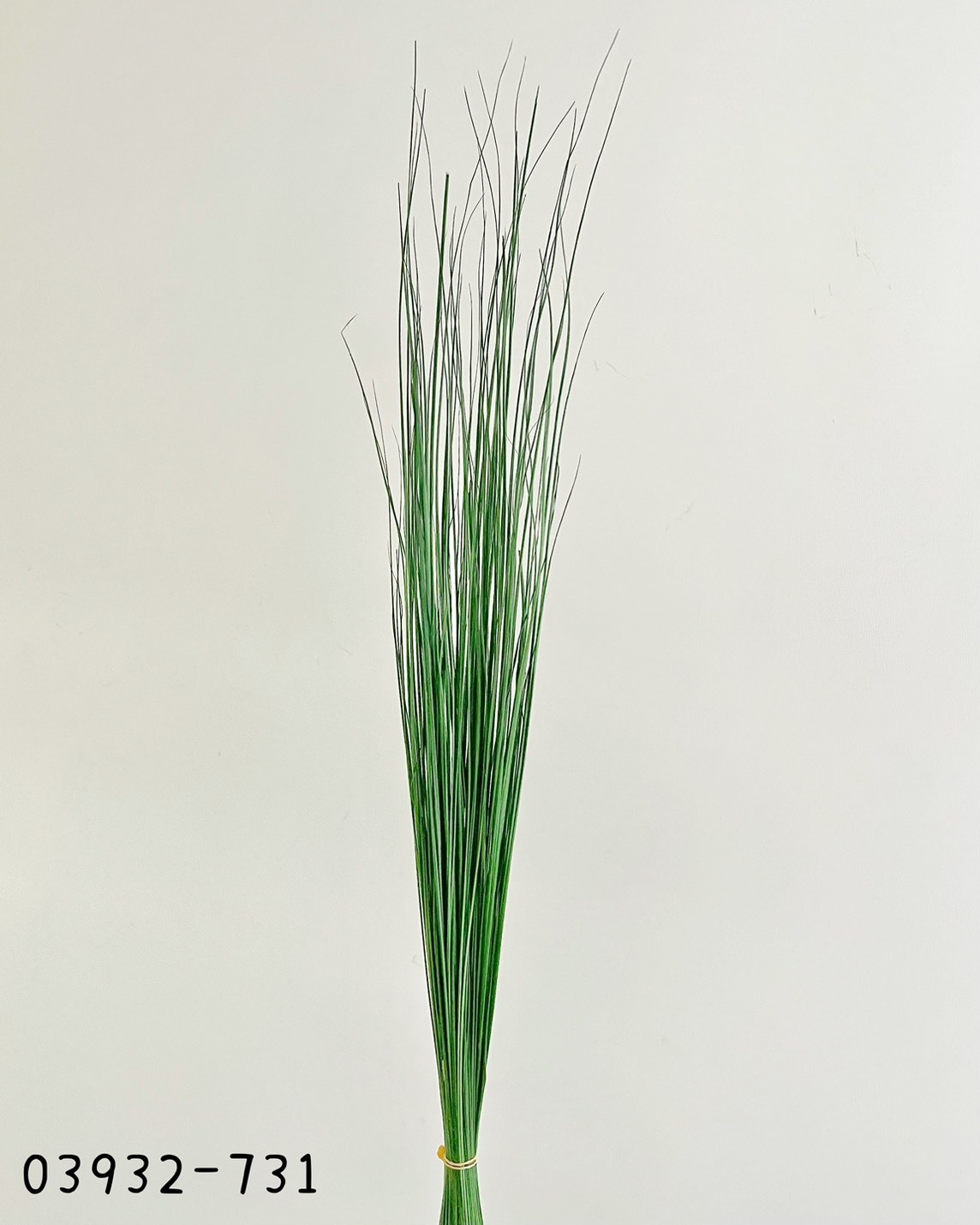 日本乾燥彩虹草03932-731