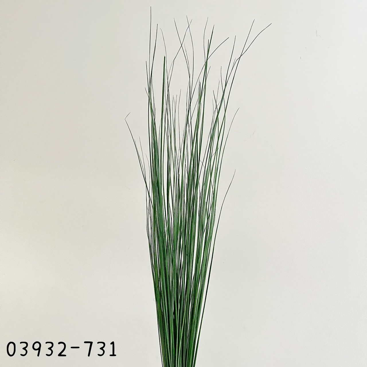 日本乾燥彩虹草03932-731