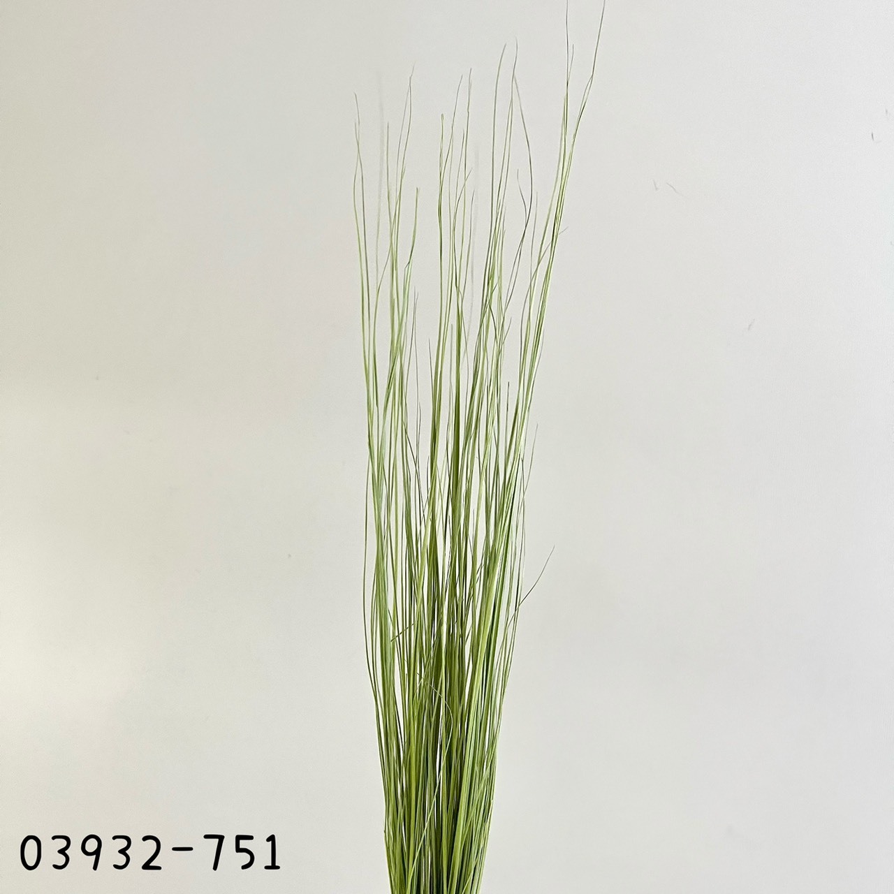 日本乾燥彩虹草03932-751