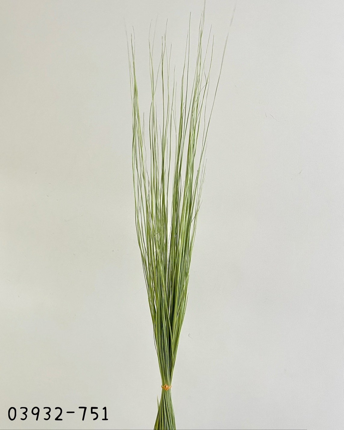 日本乾燥彩虹草03932-751