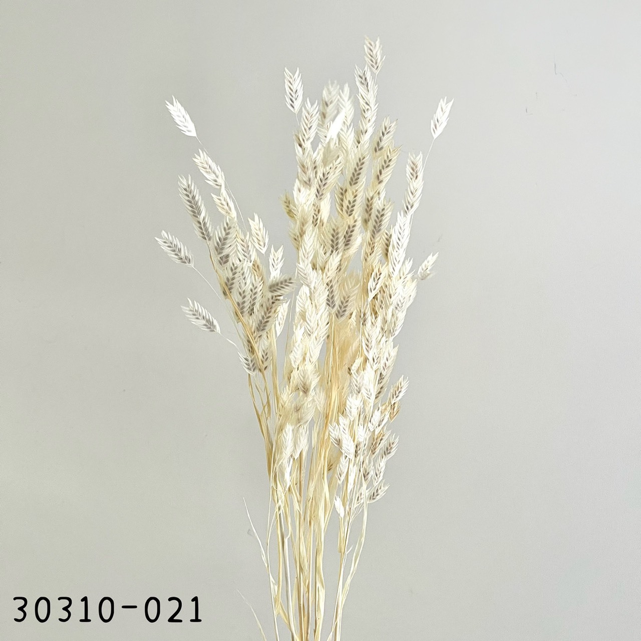 日本乾燥小盼草30310-021