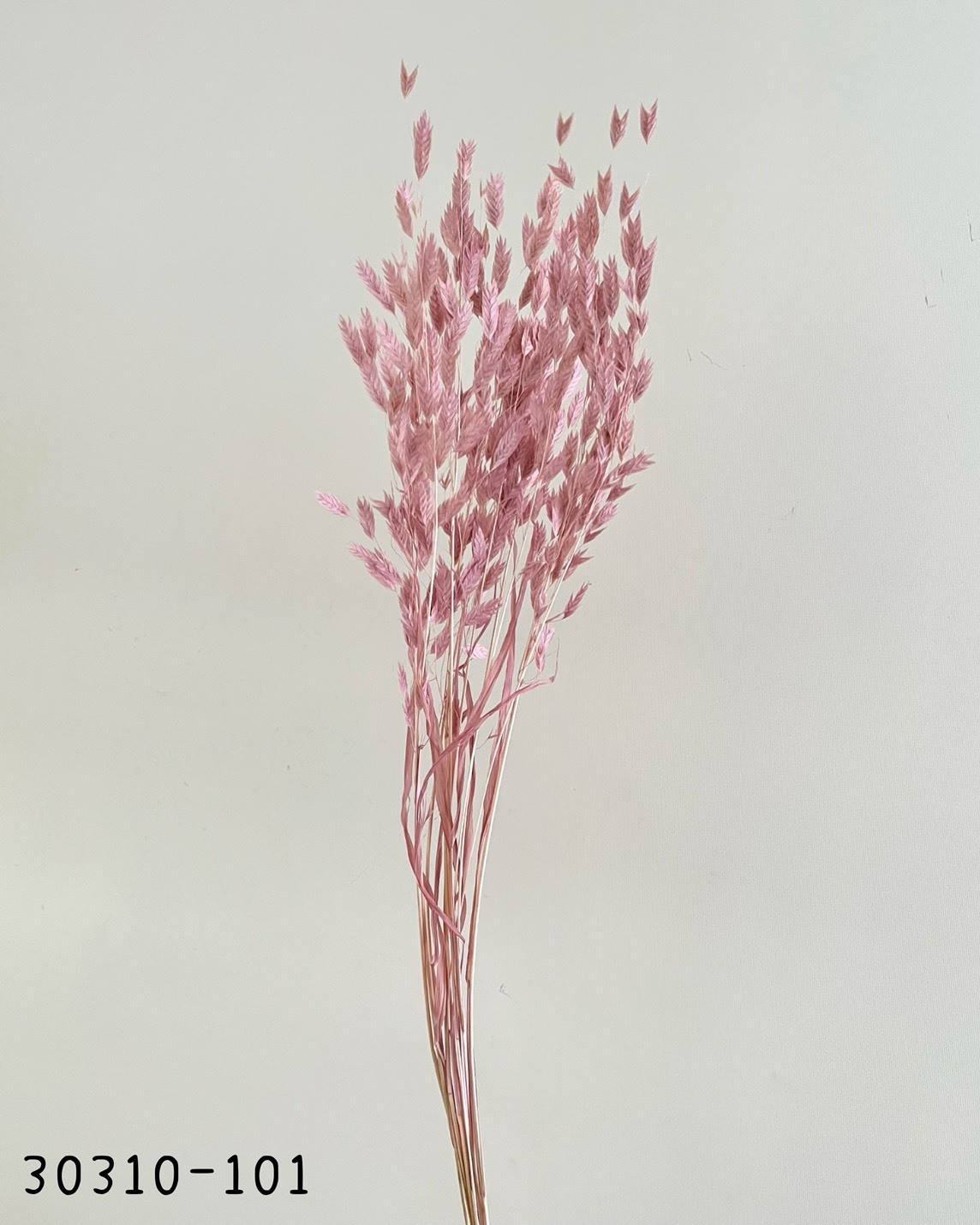 日本乾燥小盼草30310-101