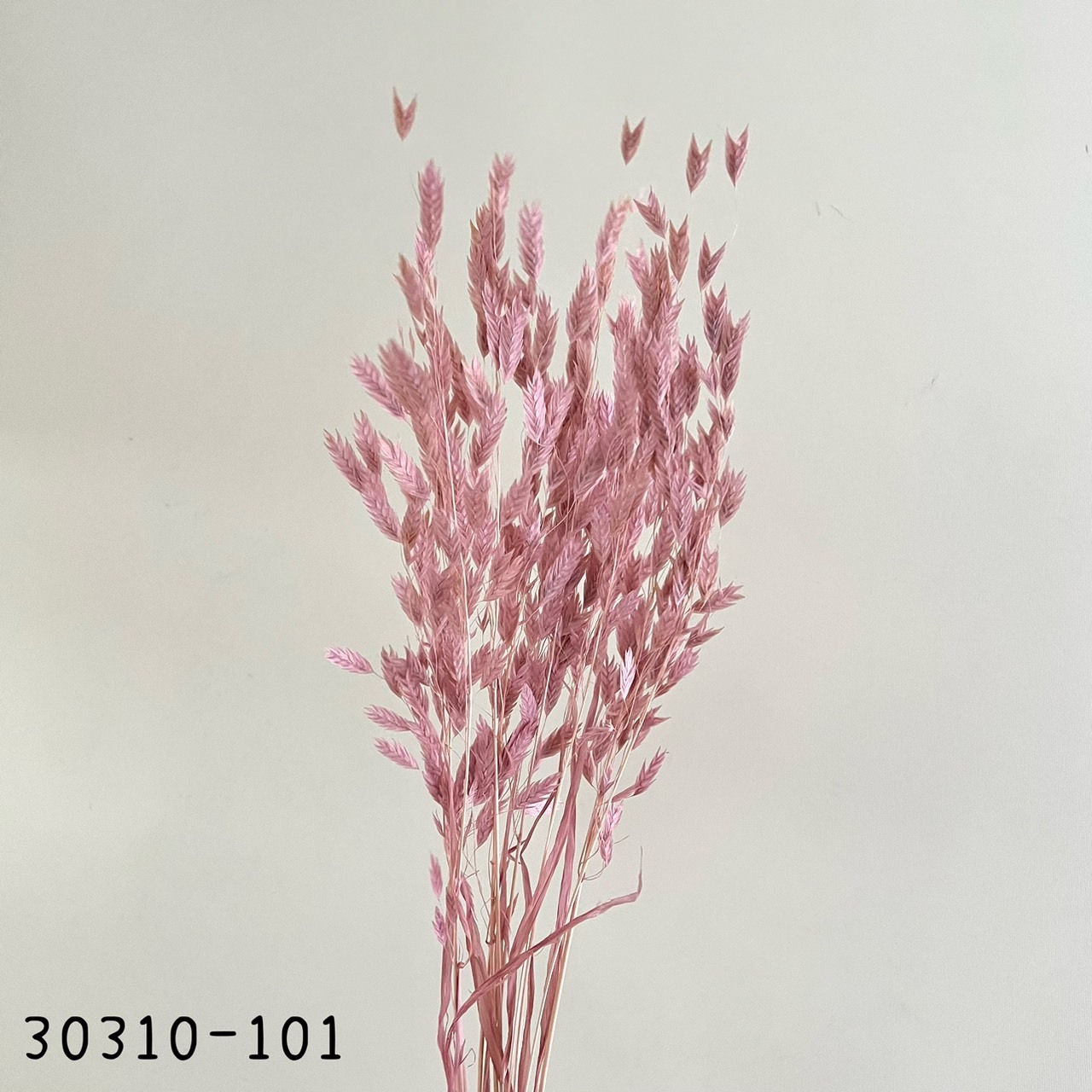 日本乾燥小盼草30310-101