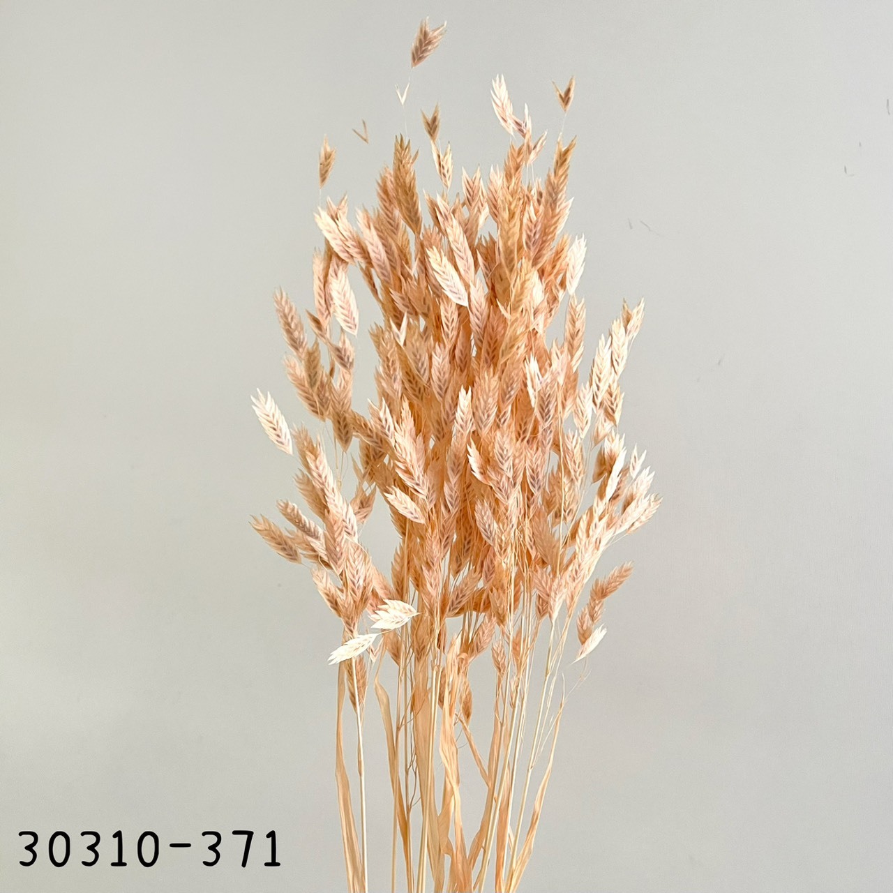 日本乾燥小盼草30310-371