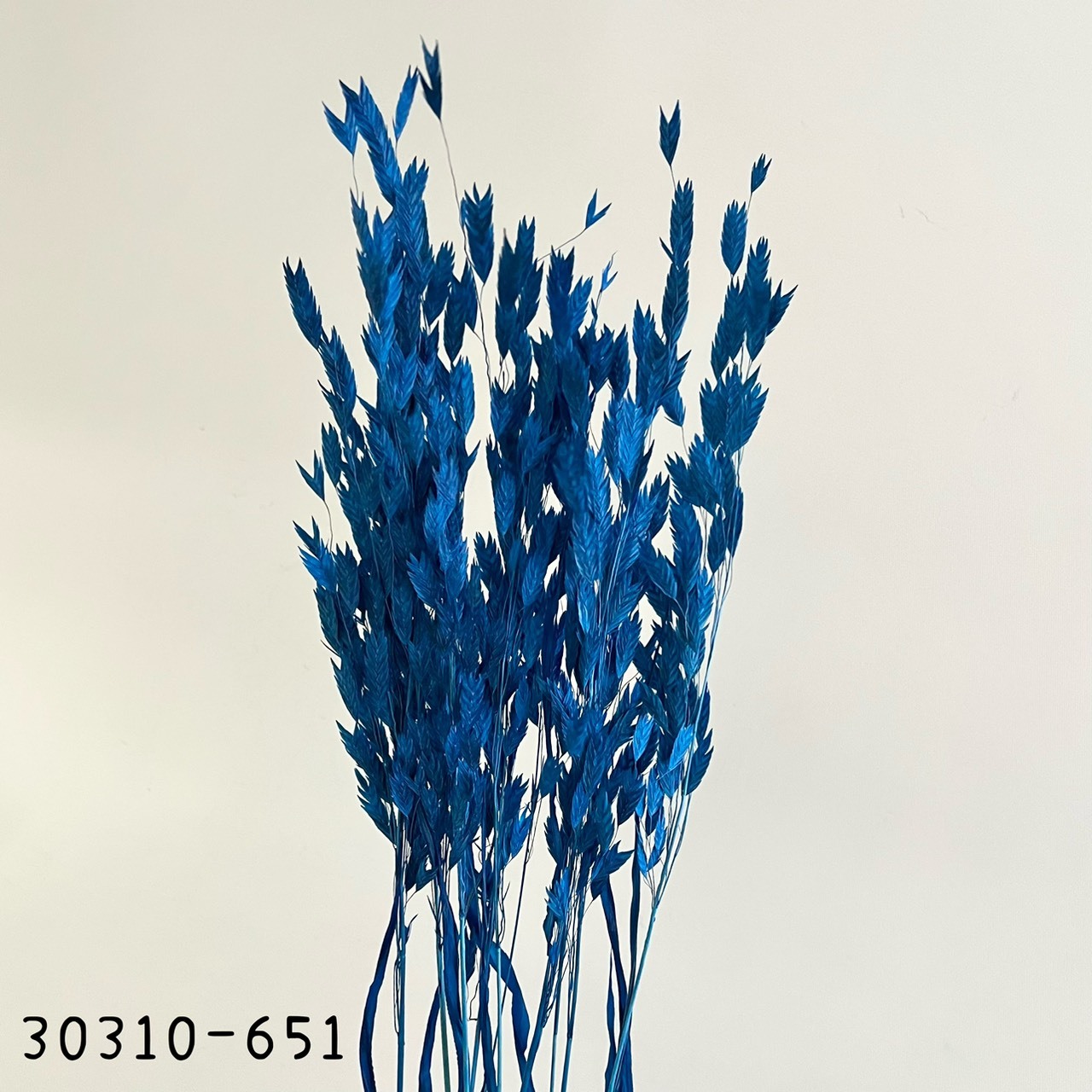 日本乾燥小盼草30310-651