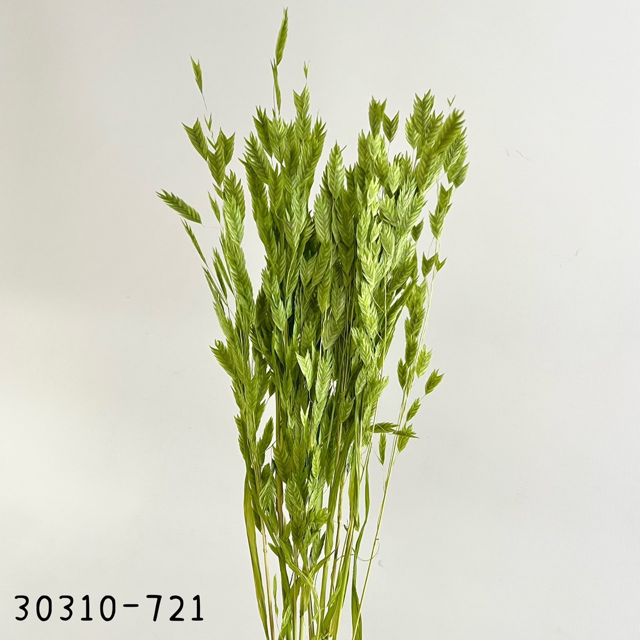 日本乾燥小盼草30310-721