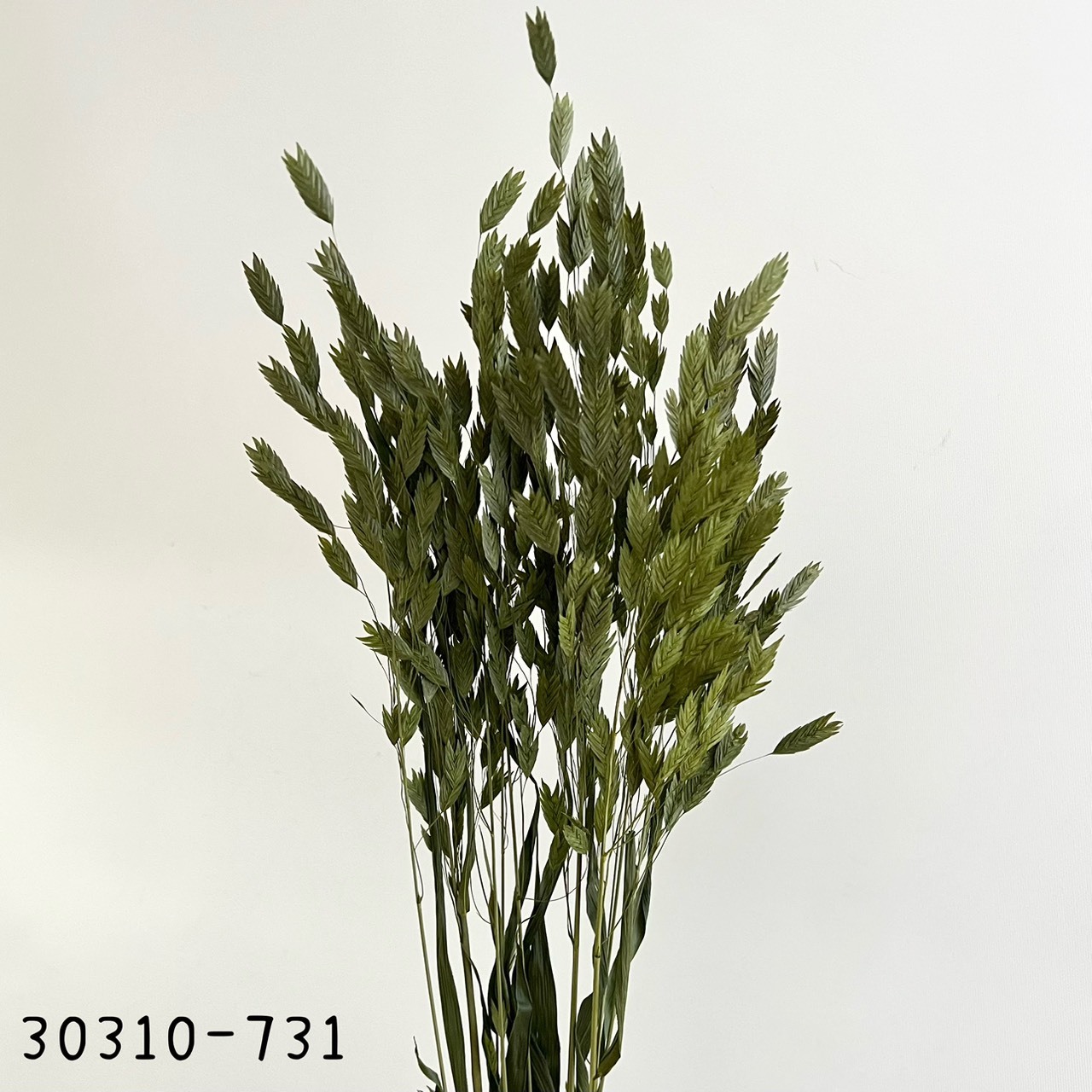 日本乾燥小盼草30310-731