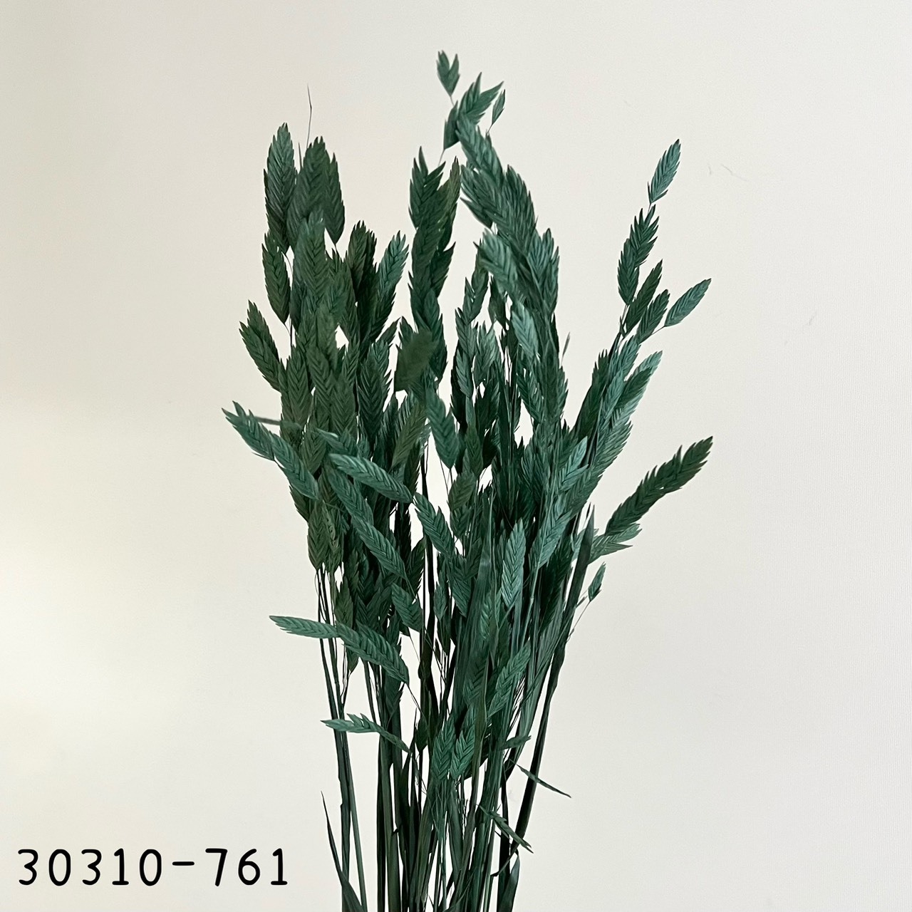 日本乾燥小盼草30310-761