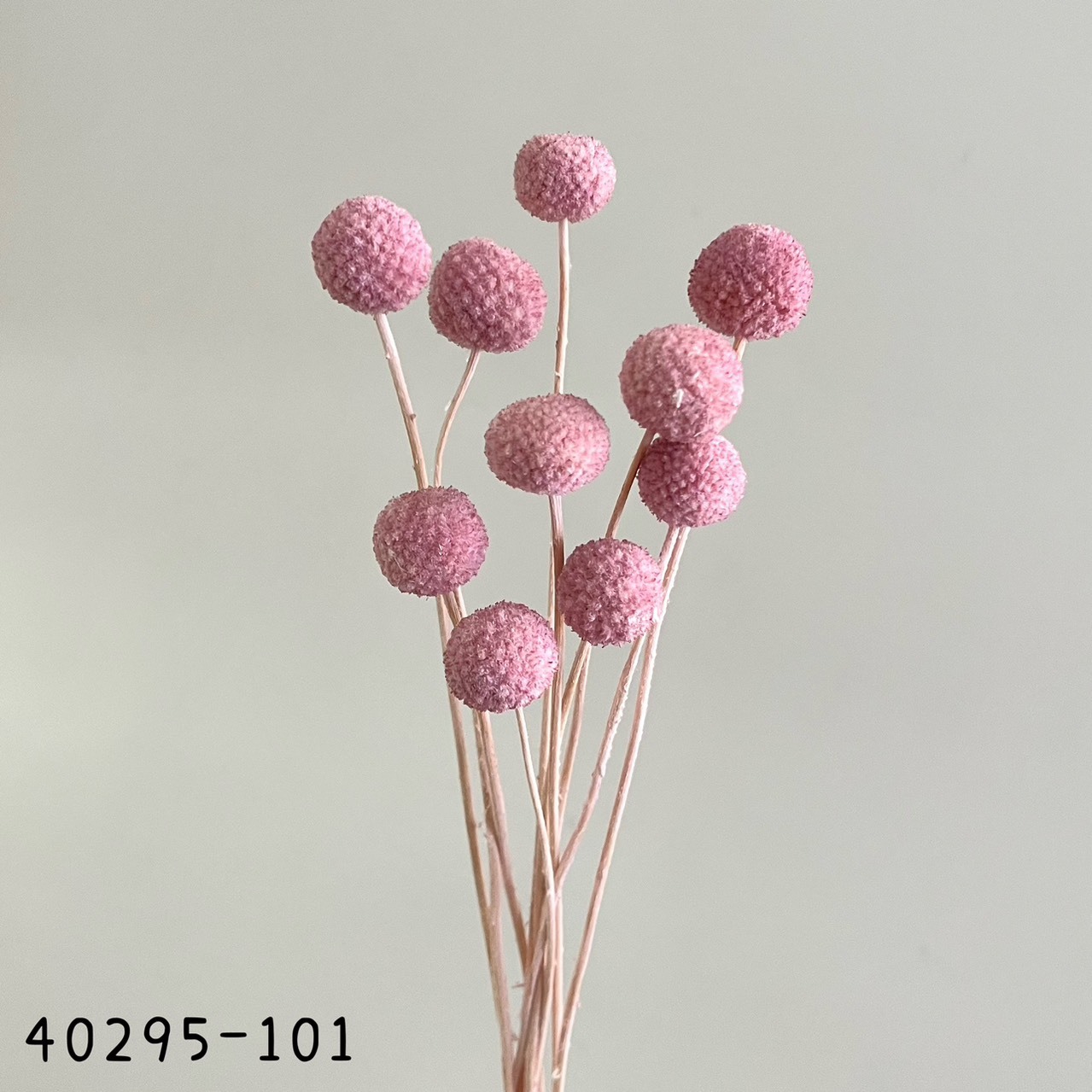 日本乾燥金杖球40295-101