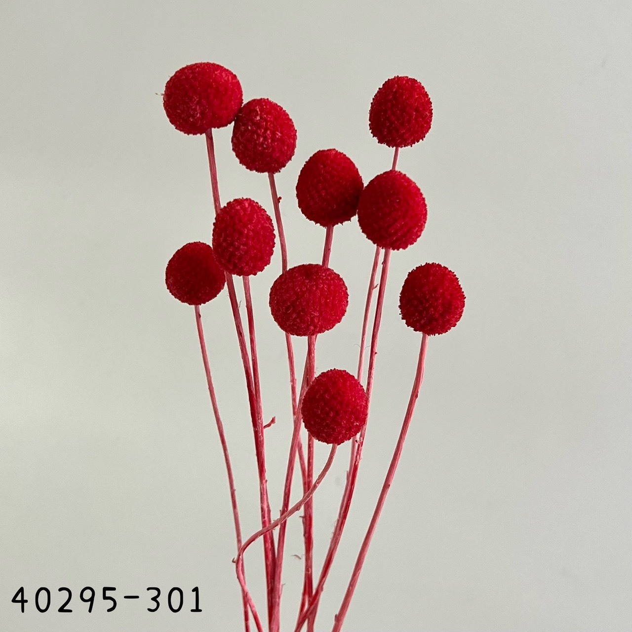 日本乾燥金杖球40295-301