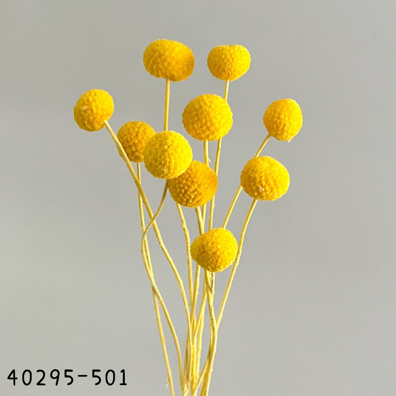 日本乾燥金杖球40295-501
