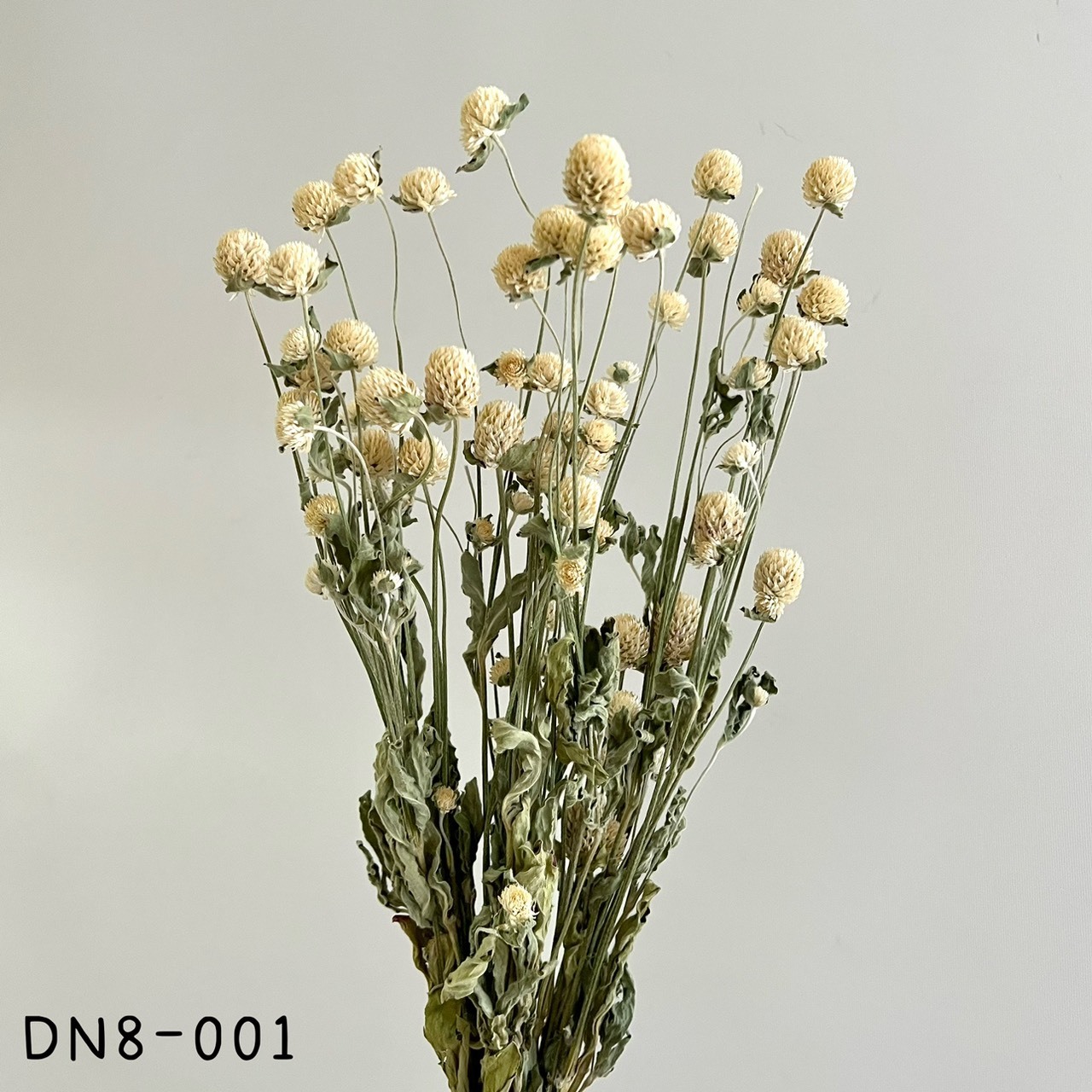 日本乾燥千日紅DN8-001