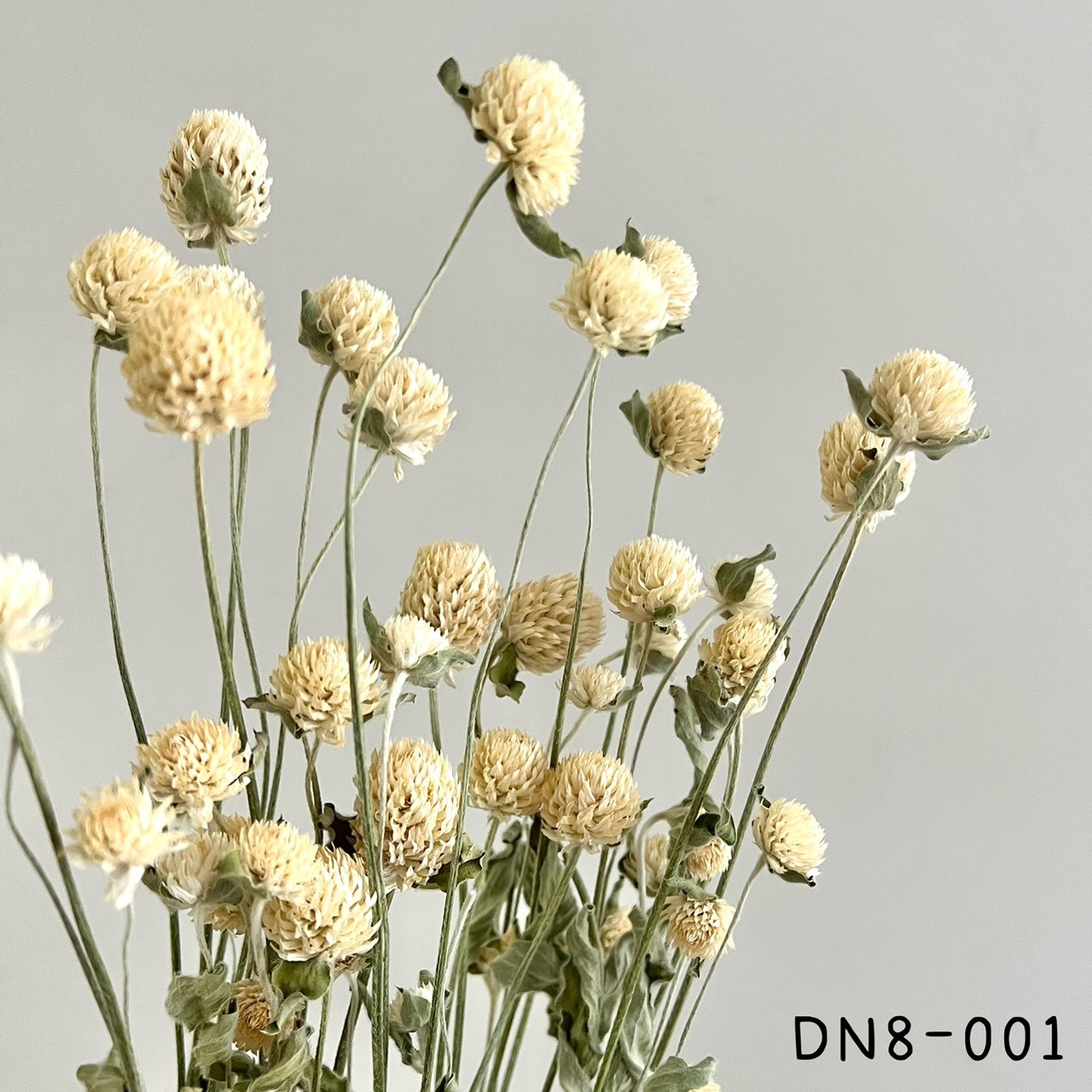 日本乾燥千日紅DN8-001