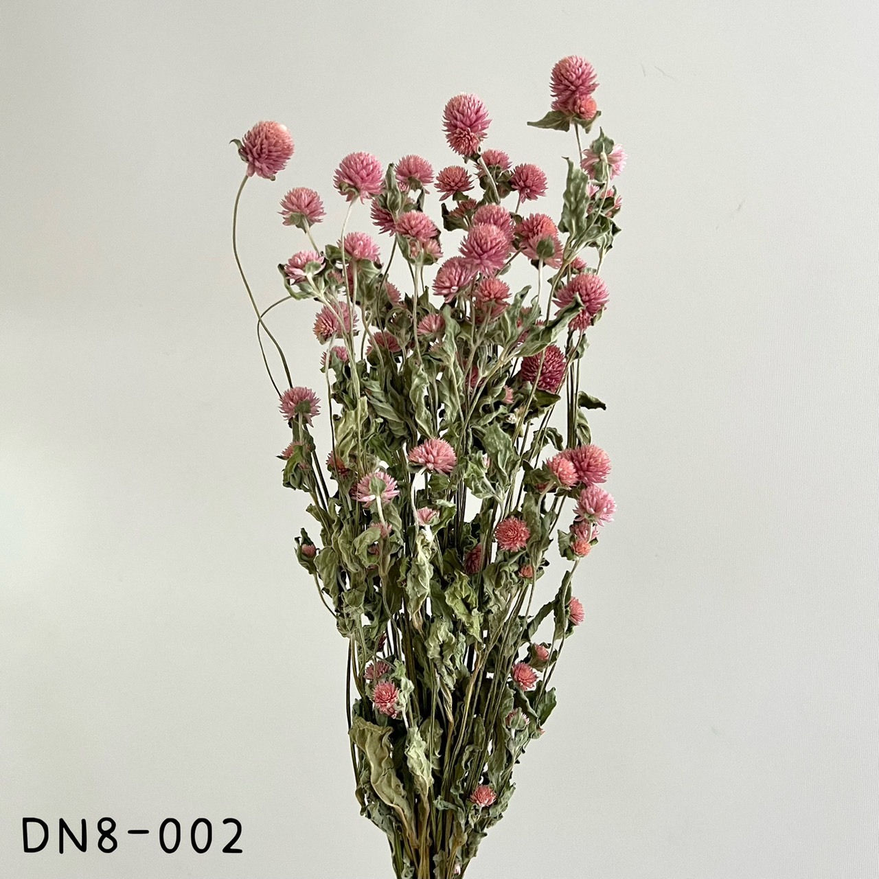 日本乾燥千日紅DN8-002