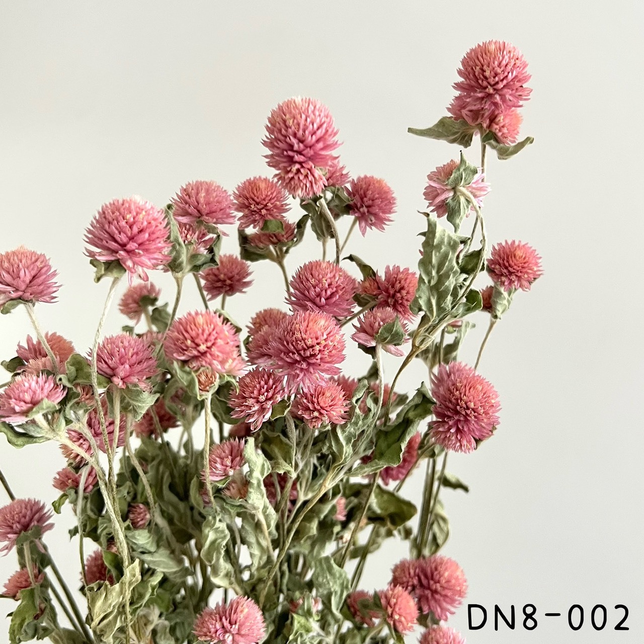 日本乾燥千日紅DN8-002