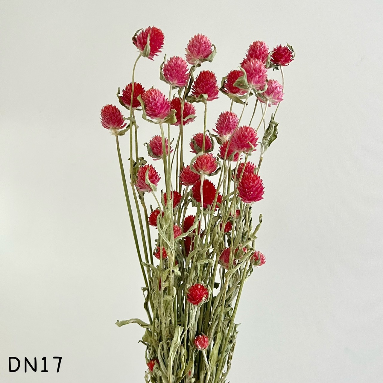 日本乾燥千日紅DN17