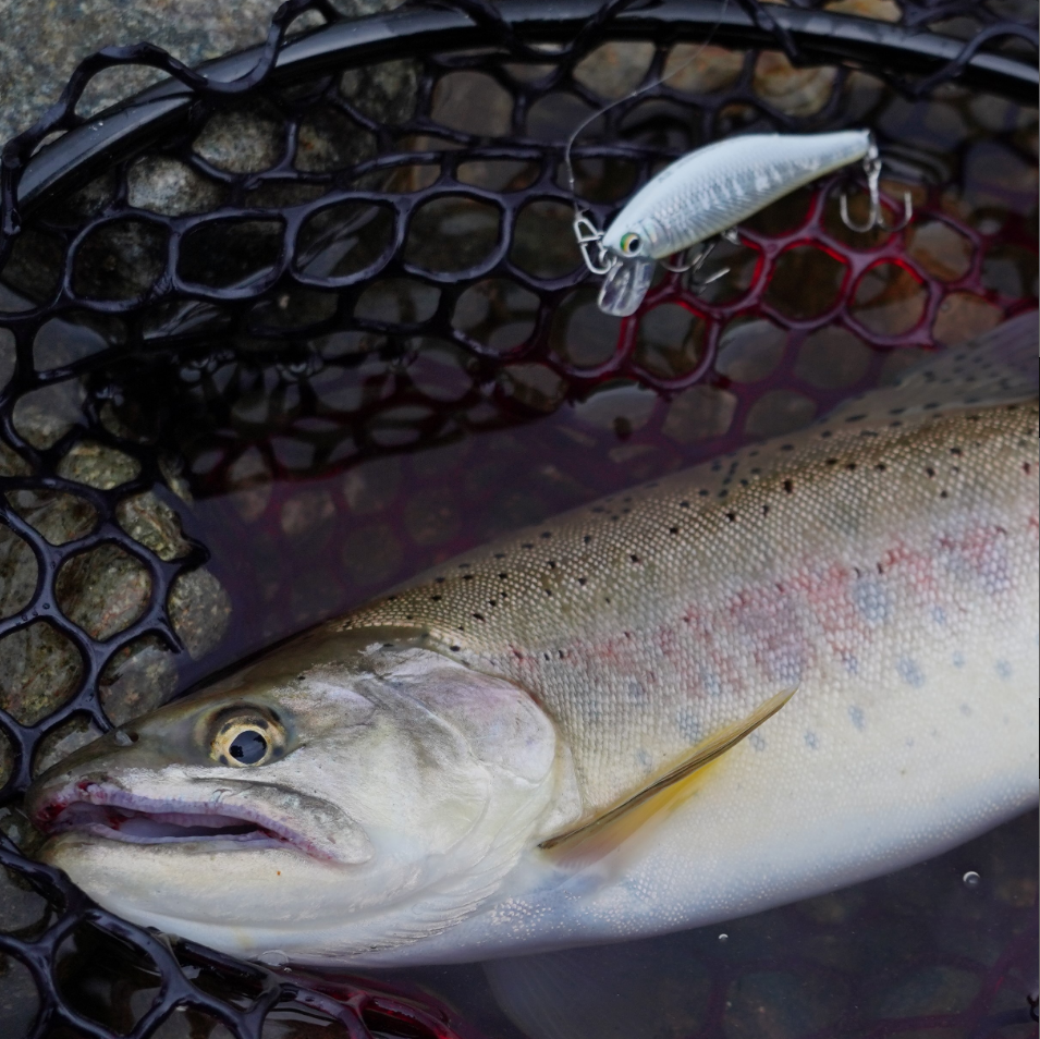 YAMANAMI A2 MINNOW 52S